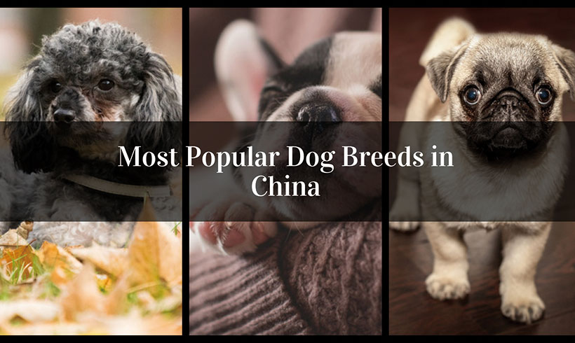 Top 5 Most Popular Dog Breeds in China