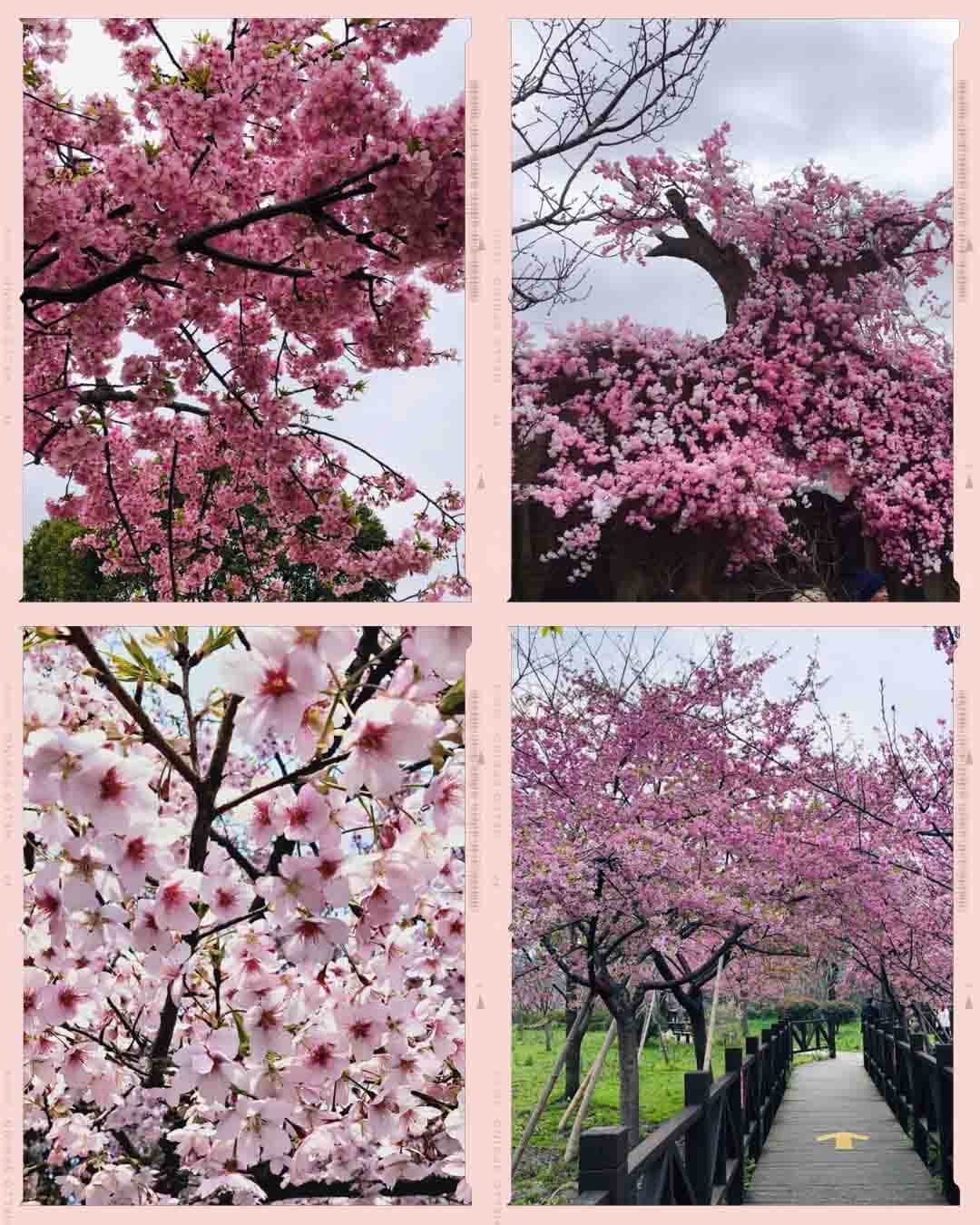 Where to Enjoy Cherry Blossom in Shanghai | Gucun Park