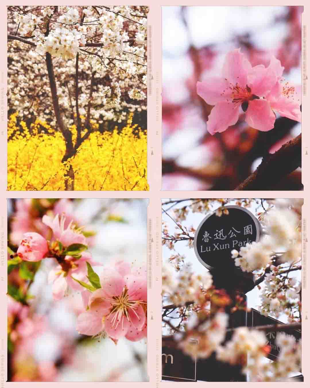 Where to Enjoy Cherry Blossom in Shanghai | Luxun Park