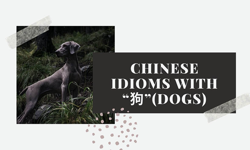 Chinese Idioms with Dogs