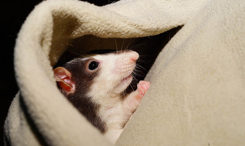 2020 is the year of the Rat. What is Rat's Personality?