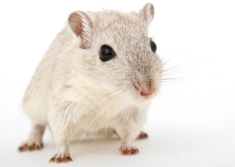 2020 is the year of the Rat. Is Rat your Zodiac sign?