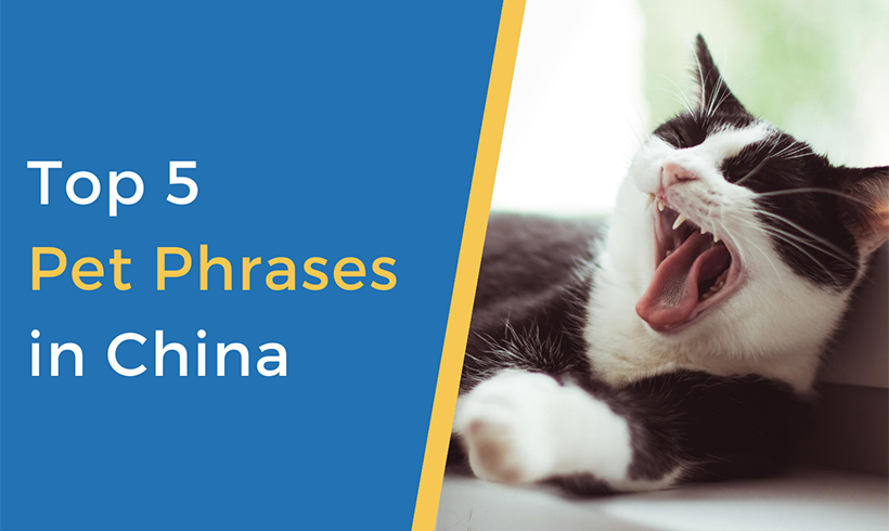 top 5 pet phrases china