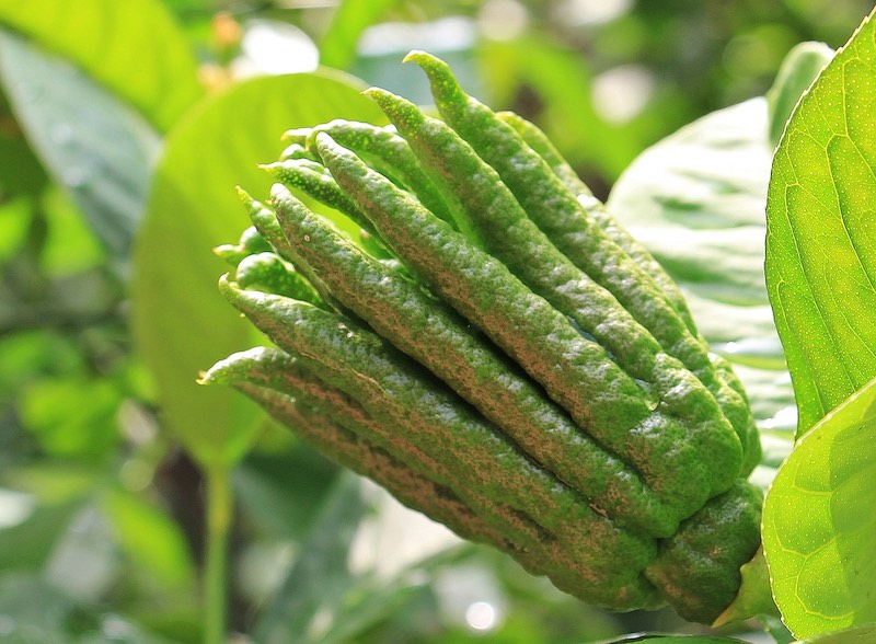 Buddhas Hand | 8 Unusual Chinese Fruits Buddha’s Hand fruit, a fragrant yellow citrus with finger-like segments, featured as one of 8 unusual Chinese fruits
