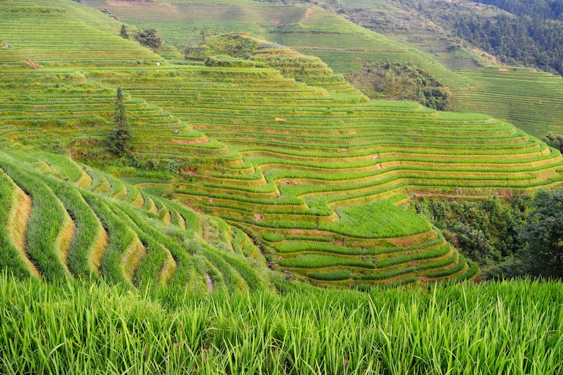 Green | The meaning of different colors in Chinese