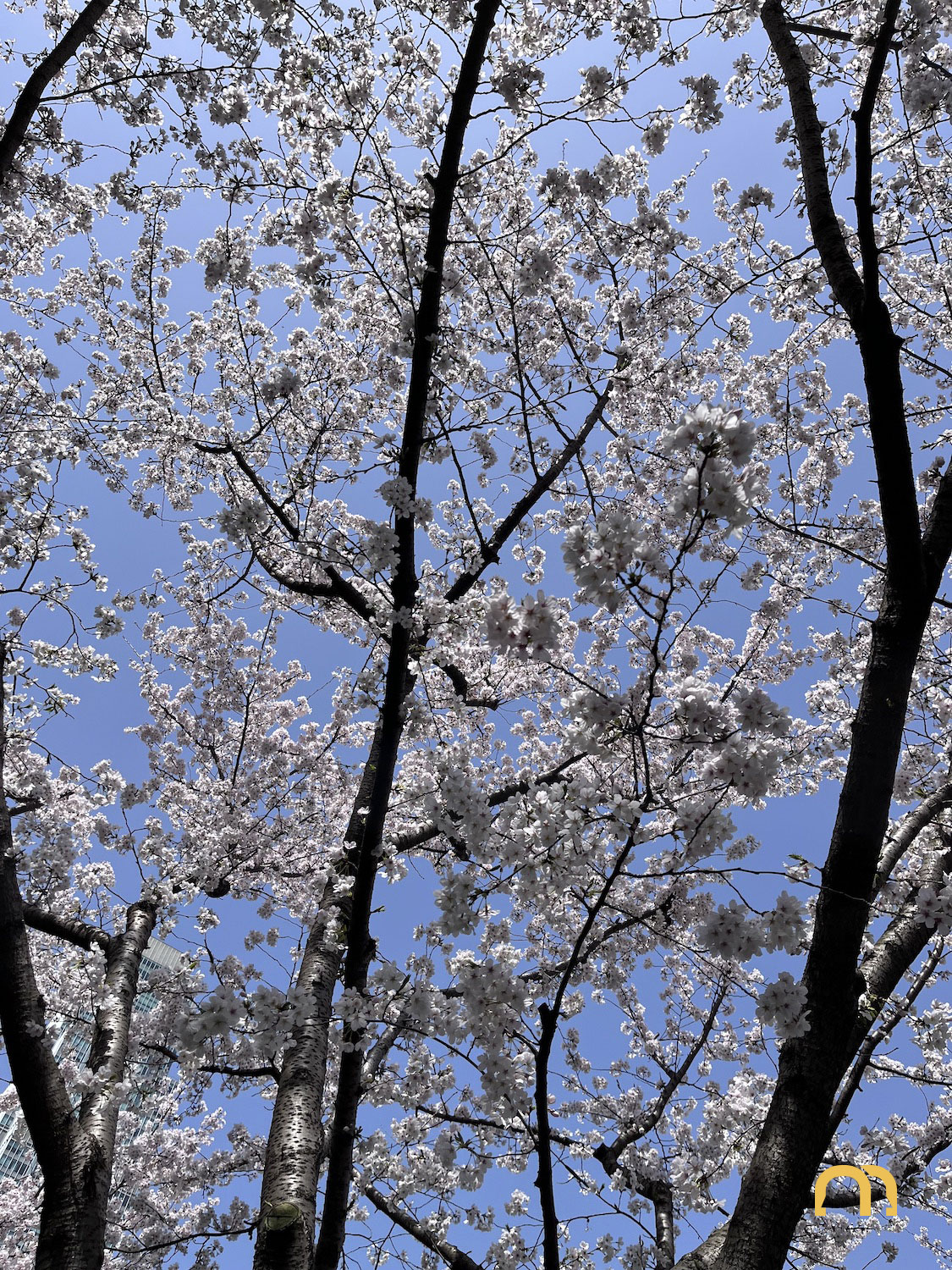 Cherry Blossoms | That's Mandarin