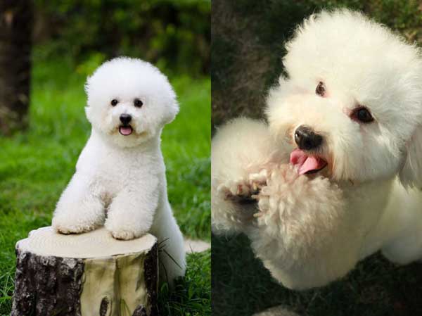 Bichon Frise 比熊 bǐxióng | Popular Dog Breeds in China Bichon Frise 比熊 bǐxióng | Popular Dog Breeds in China