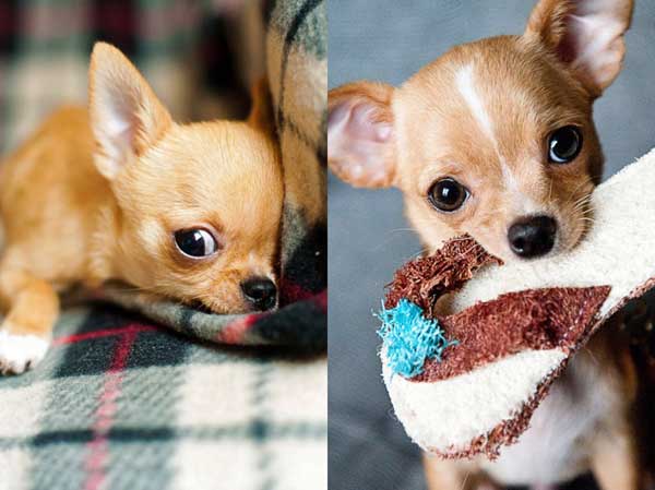 Chihuahua 吉娃娃 (Jíwáwá) | Popular Dog Breeds in China Chihuahua 吉娃娃 (Jíwáwá) | Popular Dog Breeds in China