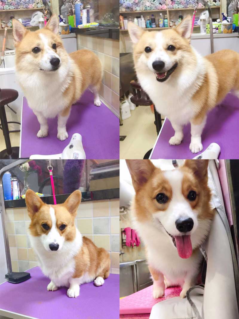Corgi (柯基 kējī) | Popular Dog Breeds in China Corgi (柯基 kējī) | Popular Dog Breeds in China