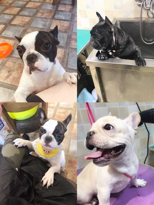 French Bulldog 法国斗牛犬 (Fǎguó Dòuniúquǎn) | Popular Dog Breeds in China French Bulldog 法国斗牛犬 (Fǎguó Dòuniúquǎn) | Popular Dog Breeds in China