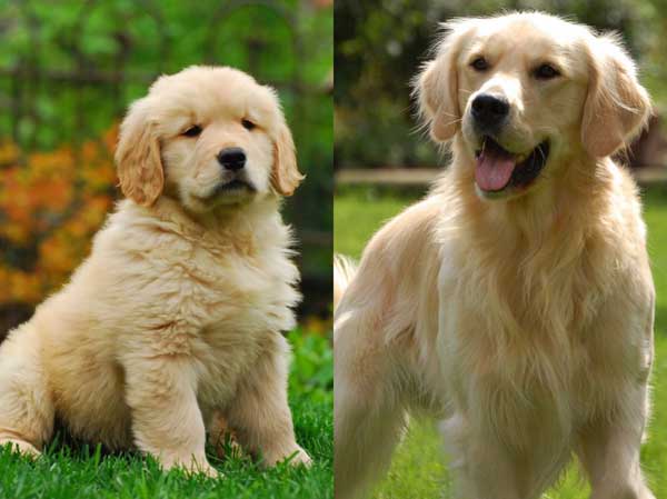 Golden Retriever 金毛 jīnmáo | Popular Dog Breeds in China Golden Retriever 金毛 jīnmáo | Popular Dog Breeds in China