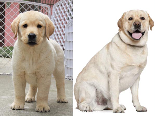 Labrador Retriever 拉布拉多 (Lābùlāduō) | Popular Dog Breeds in China Labrador Retriever 拉布拉多 (Lābùlāduō) | Popular Dog Breeds in China