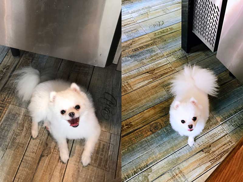 Pomeranian 博美 (Bóměi) | Popular Dog Breeds in China Pomeranian 博美 (Bóměi) | Popular Dog Breeds in China