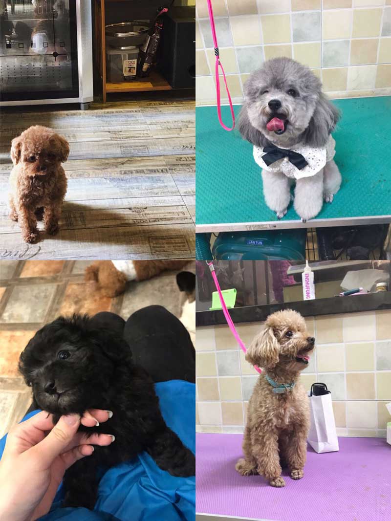 Poodle (贵宾犬 guìbīnquǎn) | Popular Dog Breeds in China Poodle (贵宾犬 guìbīnquǎn) | Popular Dog Breeds in China