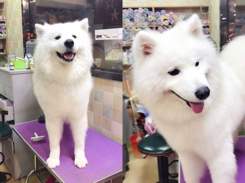 Samoyed 萨摩耶 (Sàmóyē) | Popular Dog Breeds in China Samoyed 萨摩耶 (Sàmóyē) | Popular Dog Breeds in China